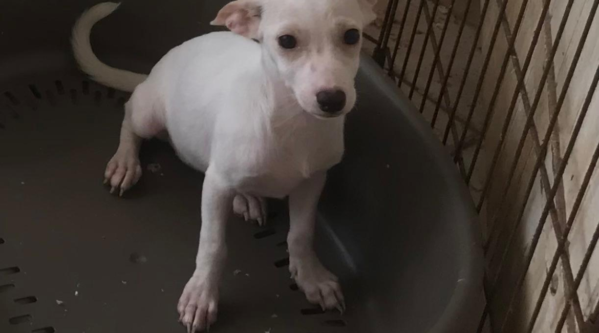 Chiens à adopter